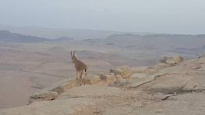 %d7%99%d7%a2%d7%9c-2