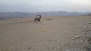 %d7%99%d7%a2%d7%9c-3